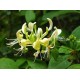 Bach Flower Remedies for Animals - Honeysuckle
